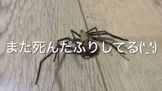 死んだふりをするアシダカグモ