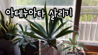 죽어가는 아테누아타 살리기 2탄. 물꽂이하고 일년 후 근황.