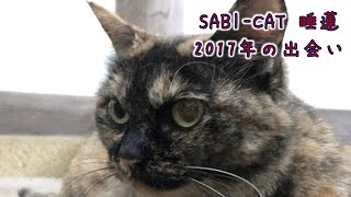 サビ猫の睡蓮 2017年の出逢い Tortoiseshell cat ASMR