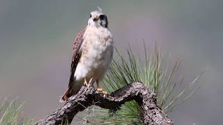 Cuyaya o Cernícalo hembra (Falco sparverius) American Kestrel