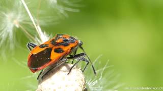 Zimtwanze (Corizus hyoscyami)