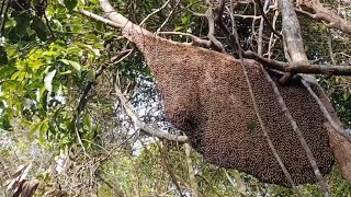 蜂蜜猎人在一棵小树上发现了一窝超大的大排蜂蜂巢