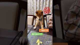 手を上げて返事をする柴犬の力ちゃん🥰