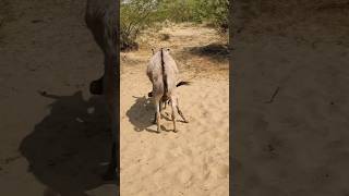 Donkey enjoy pets foryou #success #animals #trending