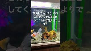 【生き物】New外部フィルターエーハイム2232