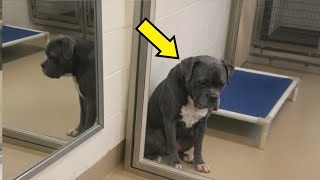 I WENT TO ADOPT A HUSKY — THEN I SAW THIS PIT BULL AT THE SHELTER​​​​​​​​​​​​​​​​