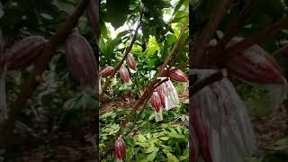 JRV CACAO FARM VIDEO#1 -UF18 and BR25 Cacao Clonal Variety