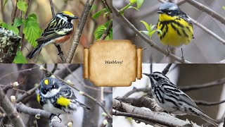 Warblers: Laura's May Zoom Presentation