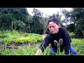 busy Rita i her farm house in the farm yard field || Life in rural Nepal @lifeinruralnepal