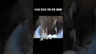 수상할 정도로 식탐 많은 동물들 #동물짤