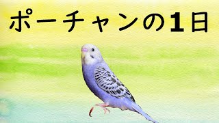 ポーチャンの一日ルーティーン【おしゃべりインコ】お喋り喋るセキセイインコペット動物かわいい可愛い癒し癒す