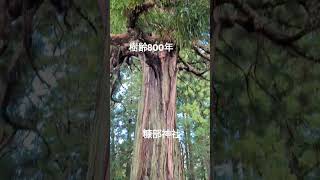 #三戸　#糠部神社　#樹齢800年　#樹齢400年　#開運　#パワースポット　#マイナスイオン