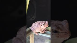 天気が良くて機嫌のいい太郎(アマガエル) #Shorts /【Japanese tree frog in good weather and good mood】