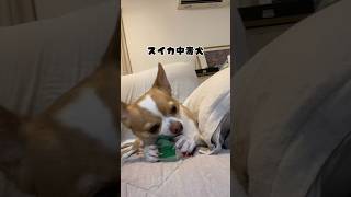 愛犬がスイカ中毒になりました #shorts #dog