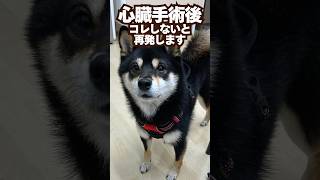 手術後コレしないと…😱#心臓病 #犬  #動物病院 #獣医師  #咳  #心拍数 #心不全  #僧帽弁 #歯周病 #肺水腫 #ごとふ #病気  #手術 #再発