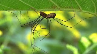 Mating Daddy Longlegs