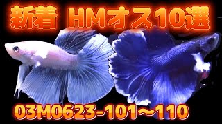 03M0623 101～110 新着HM　オス　10選