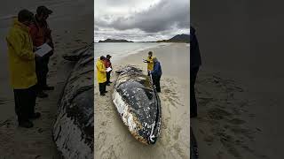 Giant dead whale, 7 meters long, washes up on shore #whale #giant #sea #shorts