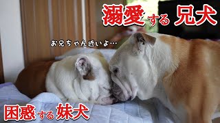 【祝】先住犬が３年越しに妹犬と一緒に遊べるようになりました♪