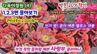 다육이정원(4) 국민다육이 2,000~ .2.3편 몰아보기 꽃이 예쁜 벨루스 대품 인기 짱! 사랑무 줄리아나