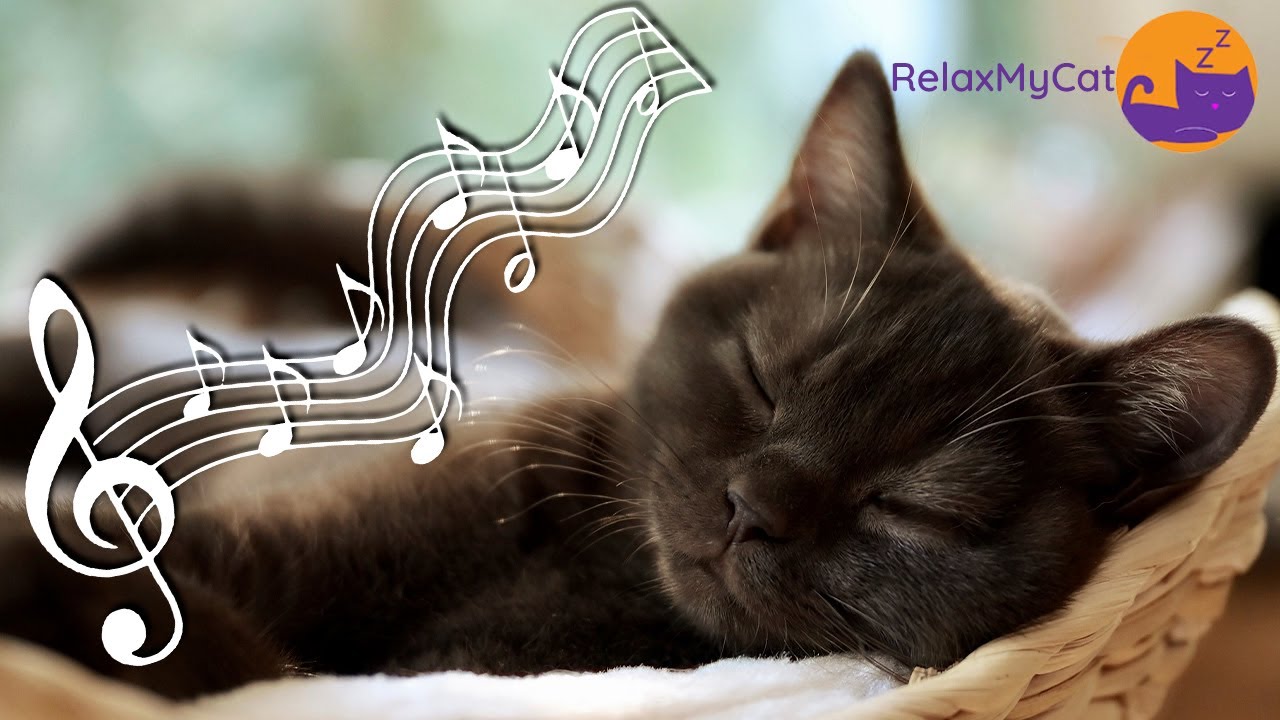 4k Music Cats Love Relaxing Lullabies For Cats And Kittens Cat