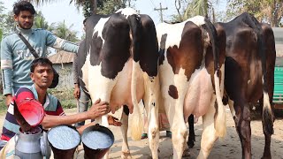 সরাসরি দুধ দহন সকালের এক টানে ১৭ লিটার। গাভী নিয়ে সারা বাংলাদেশ চ্যালেঞ্জ ১০০ পিছের মধ্যে ১ টা মিলে