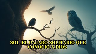 Sol El pájaro solitario - Hermosa reflexión sobre el amor de Dios