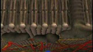 Voyage inside the Cell: Membrane