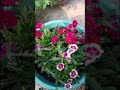 ଶୀତଦିନ ମୋର କଣ ଫୁଲ ଗଛ ଲାଗିଛି wintergardening winterflower terracegarden gardentour floweringplant