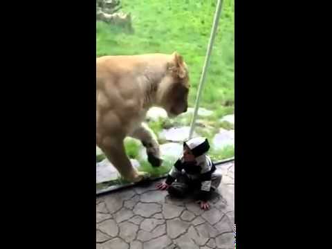 Lion tries to eat baby PART 1 Lion tries to eat baby PART 1