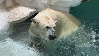 デアちゃんプールでひと休み【2023年6月16日】【上野動物園】ホッキョクグマ