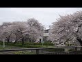 山形県酒田市　新井田川沿いの桜