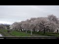 山形県酒田市　新井田川沿いの桜