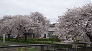 山形県酒田市　新井田川沿いの桜