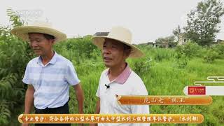 《三农群英汇》 20210903 虎山老“桃王”|农业致富经 Agriculture And Farming