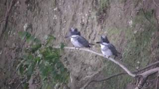 [4K] ヤマセミ（2）繁殖（栃木県） - Crested Kingfisher - Wild Bird - 野鳥 動画図鑑