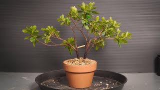 Making Bonsai from nursery stock - 5