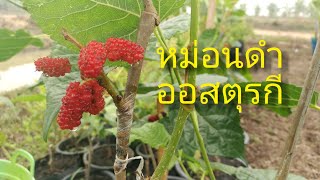 หม่อนดำออสตุรกี ชำจากกิ่ง | บ้านสวนเทียนถาวร