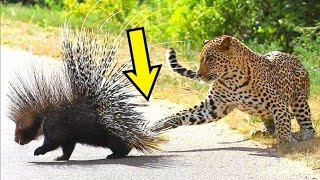 99% of People Don't Know These Hedgehog Facts! 😱