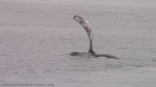 4.8.16 Pectoral slapping Humpback Whales #Monterey #Travel #Adventure