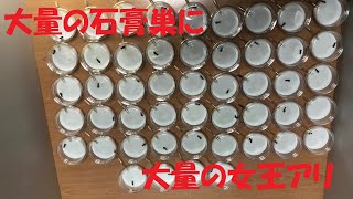 【クロオオアリ】大量生産した石膏巣に大量の女王アリを投入する【クロオオアリ4】