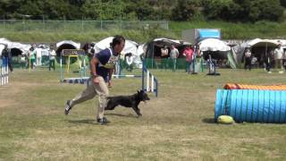 2016.6.11　横須賀中央愛犬アジリティークラブ　JP3