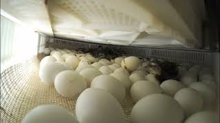 One Hour Time Lapse of Ducks Hatching