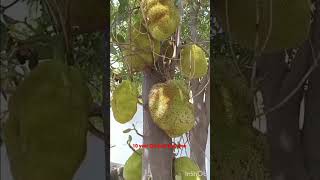 நாட்டு பலாபழம் மரம்!  #native_jack_fruit_tree #shorts #jackfruits.