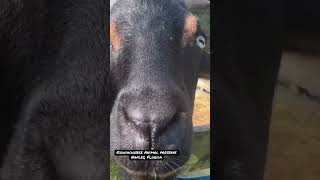 Fun Fact About A Goat’s Eyes