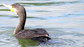 Great Cormorant (Phalacrocorax carbo) Κορμοράνος - Cyprus