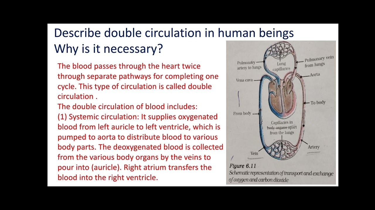 Describe Double Circulation In Human Beings Why Is It Necessary Youtube