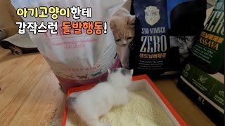 협찬광고 촬영 중 이상한 돌발 행동을 하는 동네 삼촌 고양이 ㅎㅎㅎ 왜 이런 행동을 할까요??