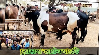 @পাকিস্তানি শাহীওয়াল পাকড়া সহ বেশ অনেক ষাঁড় গরু আমদানি|| ডুগডুগি পশুহাট, চুয়াডাঙ্গা। 17/2/25