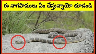 ఈ నాగపాములు ఏం చేస్తున్నాయో చూడండి | Amazing Videos Caught on Camera | Telugu Facts | VVM Facts